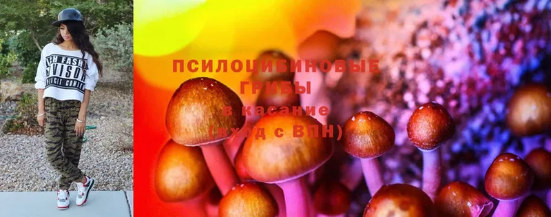 цены   Дигора  Псилоцибиновые грибы Psilocybe 